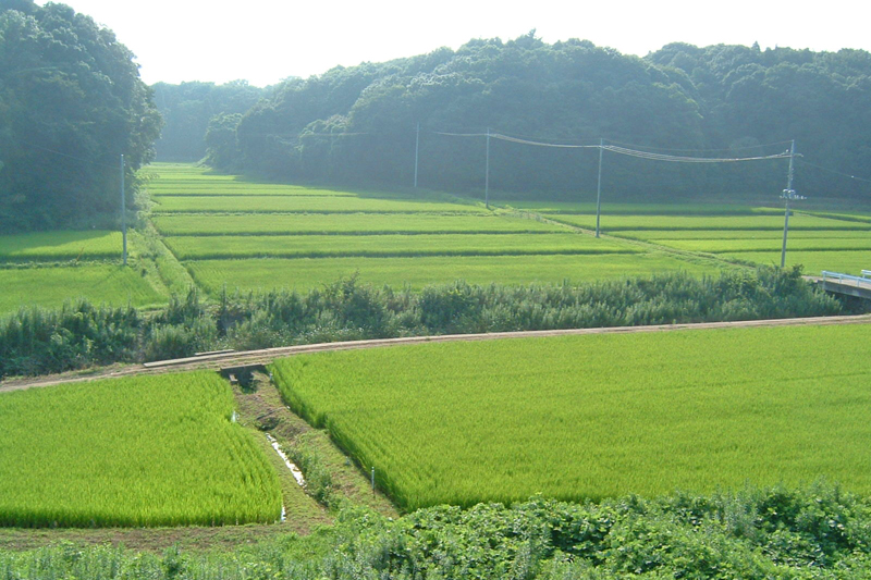 印西の里山の風景