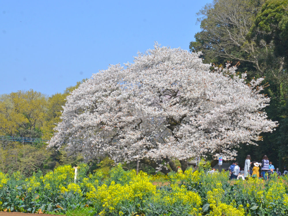 印西市小林のヴィトラファームの山桜