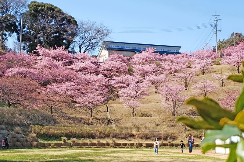 木下万葉公園の河津桜