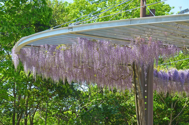 木下万葉公園のフジの花
