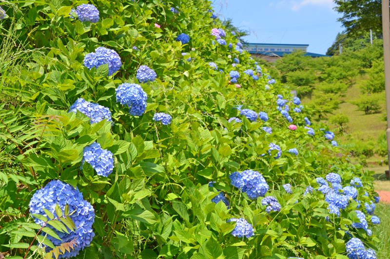 木下万葉公園のアジサイ
