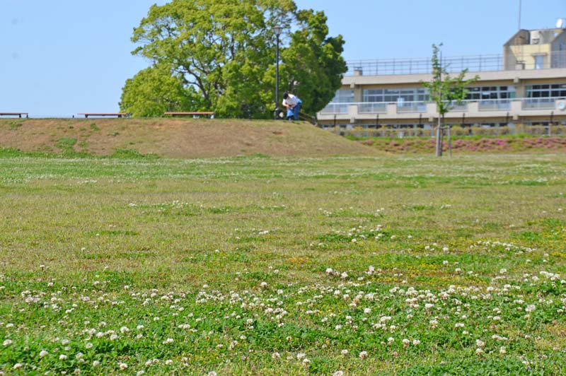 木下交流の杜広場の芝生