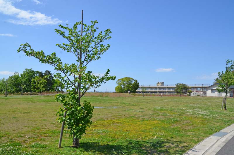木下交流の杜広場の芝生