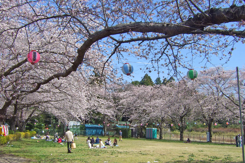 小林牧場のお花見エリア