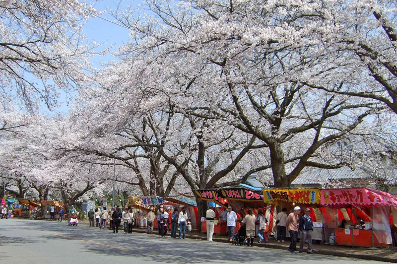 小林牧場のお花見時期の露店