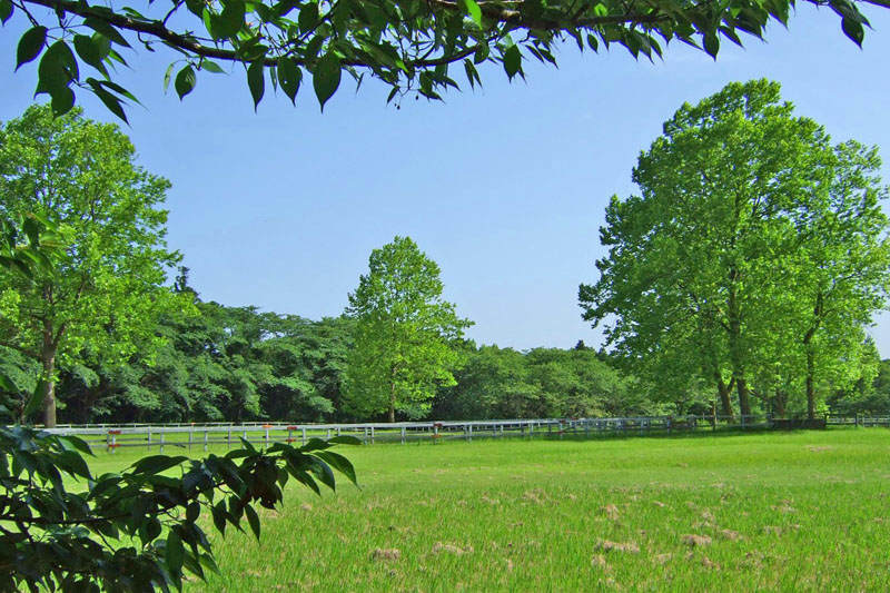 夏の小林牧場の放牧場