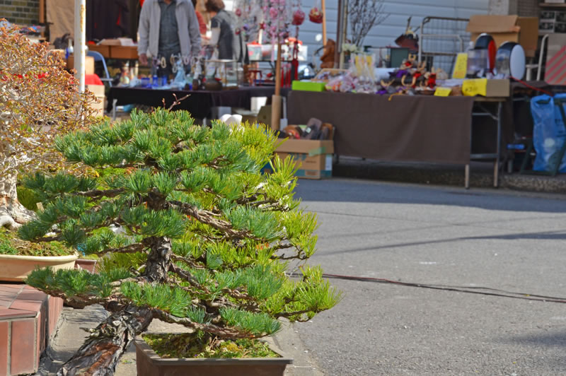 木下の骨董市で売られている盆栽