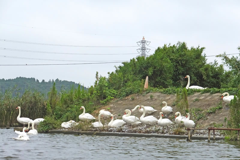 手賀川の白鳥コブハクチョウ