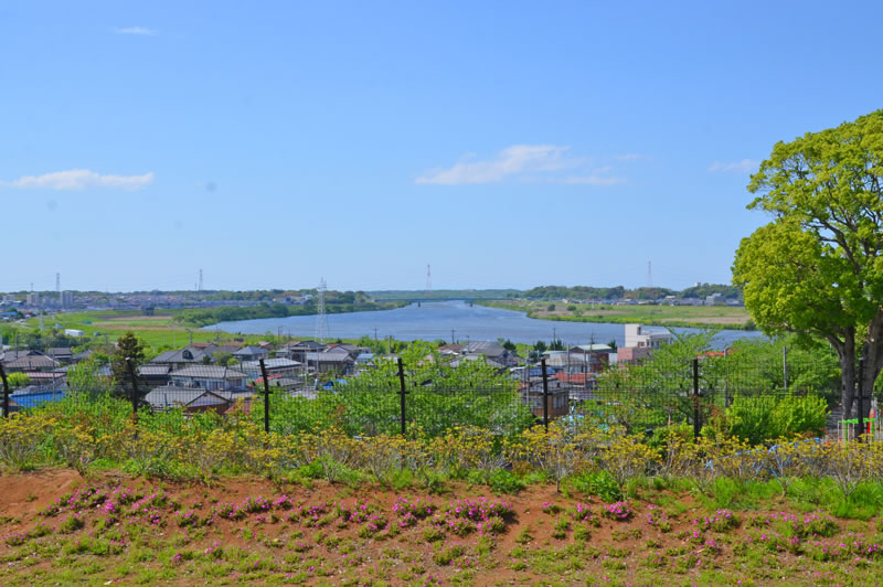 木下万葉公園から利根川を見下ろす