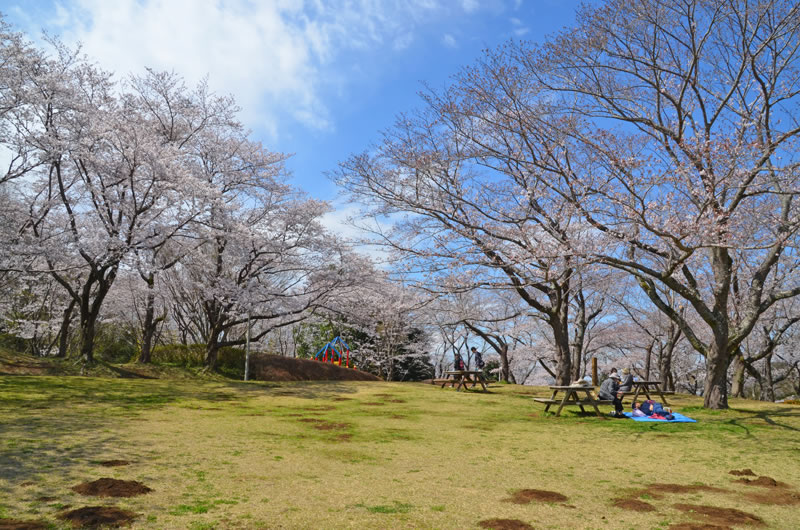 印旛沼公園の桜