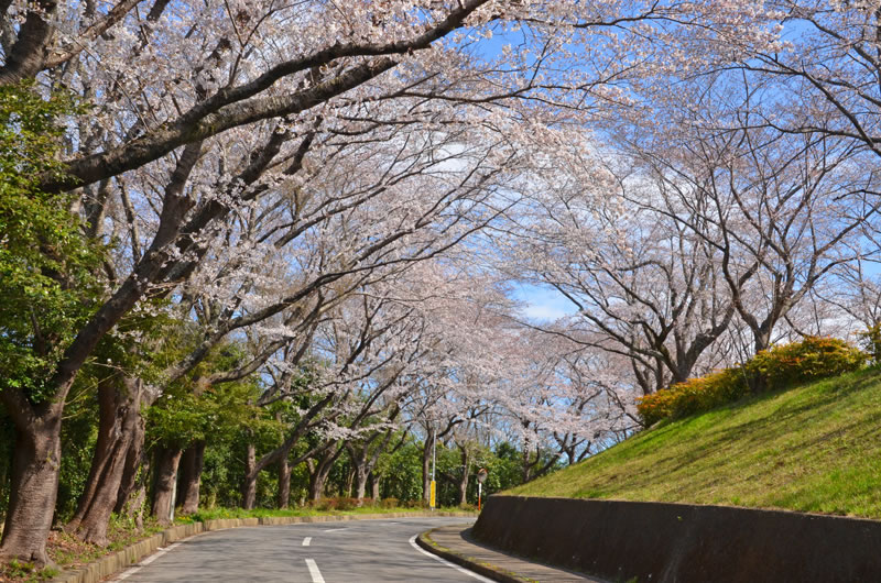 印旛沼公園の桜並木