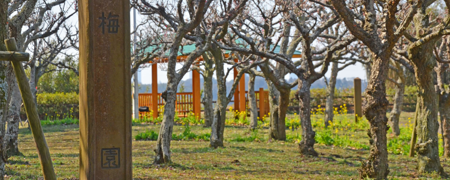 印旛沼公園の梅園