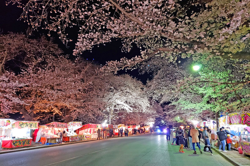 小林牧場の夜桜