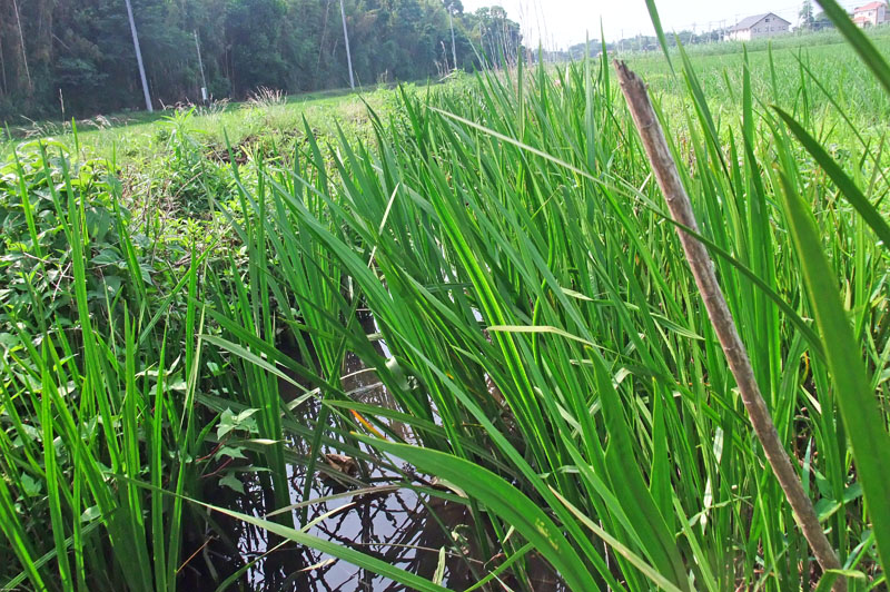草深の森付近の水田