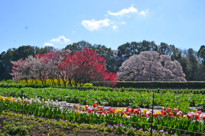 吉高の大桜の周辺は花でいっぱい