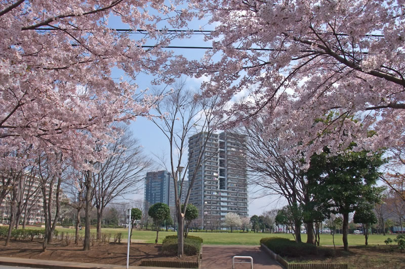 千葉ニュータウン中央の桜