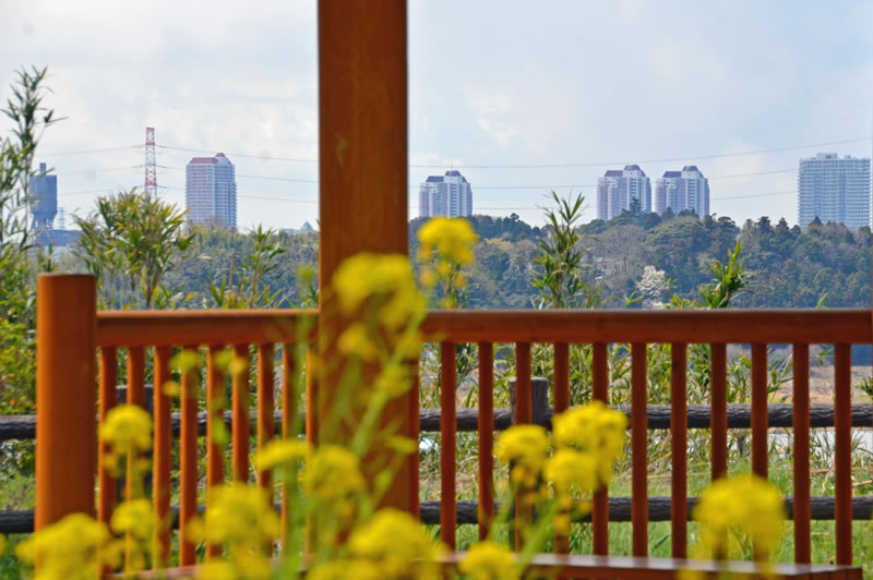 印旛沼公園からユーカリが丘を観る