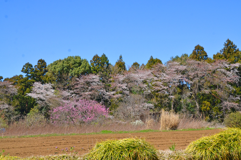 印旛岩戸の桜