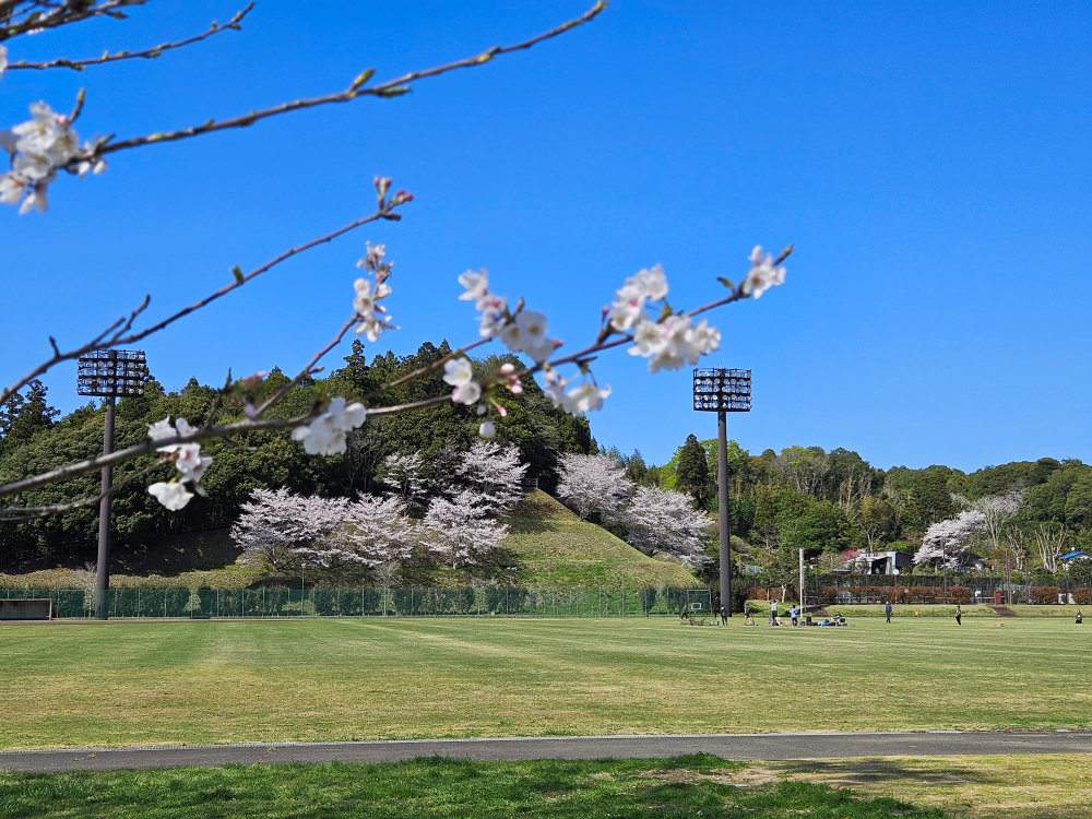 印旛西部公園の桜風景