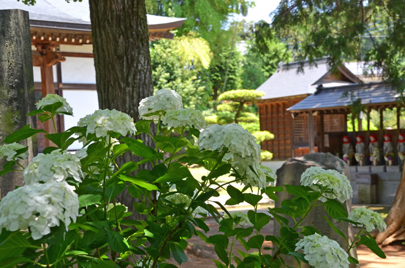 結縁寺の境内とあじさいの花