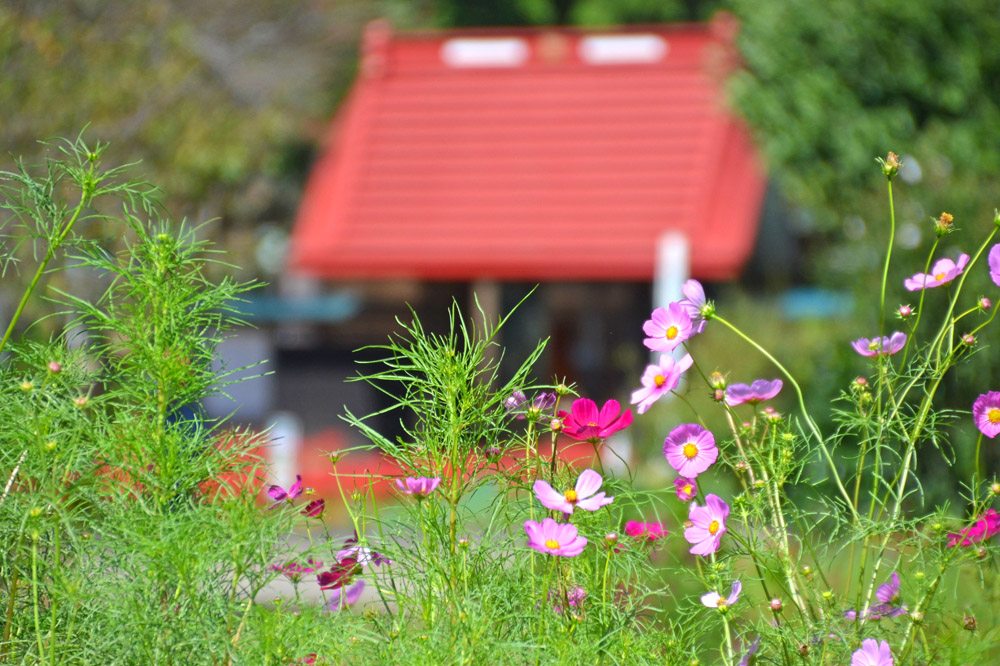 コスモスの花と結縁寺
