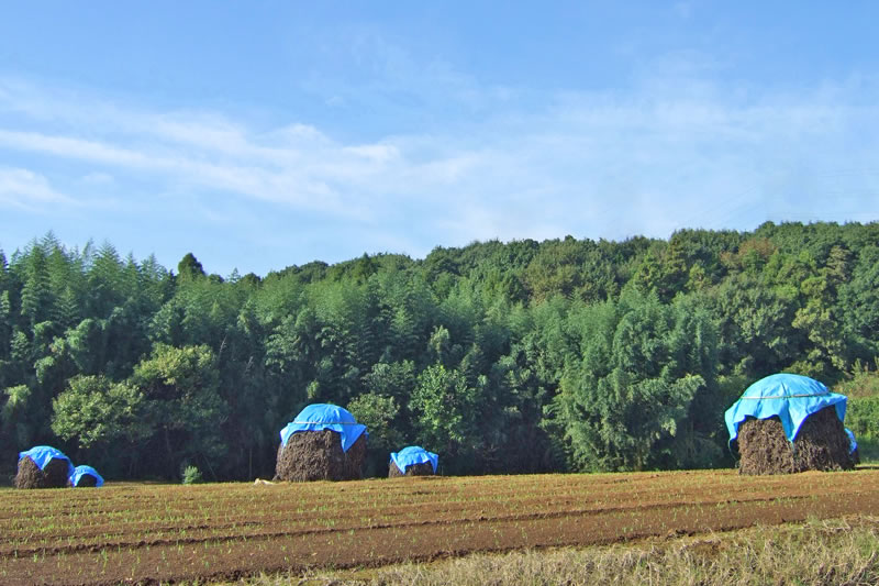 落花生のぼっち