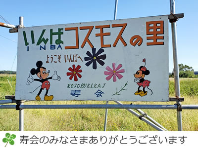 印旛のコスモスの里