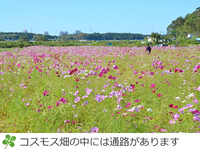 印旛のコスモスの里の中には通路があります