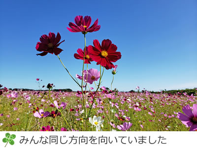 印旛のコスモスの里の中には通路があります