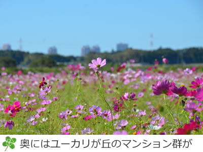 コスモスの里の奥にはユーカリが丘のタワーマンション群が見えます
