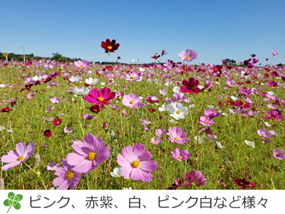 ピンク、白、赤紫、白ピンクのコスモスが見事です
