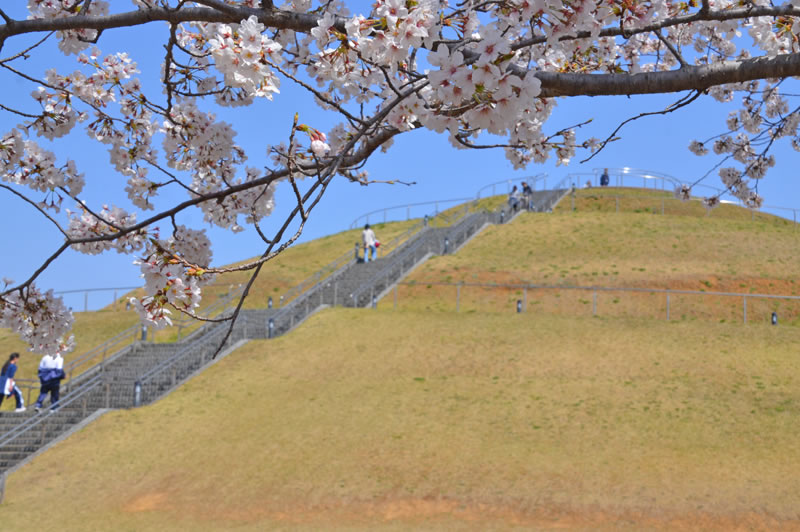 牧の原公園の桜