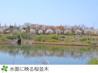 牧の原公園桜並木が水面に映る