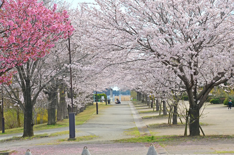 滝野公園の桜