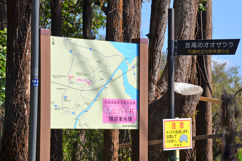 吉高の大桜への道順案内看板