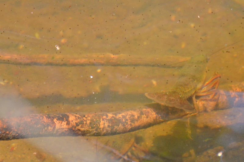 印西の山崎池でザリガニ
