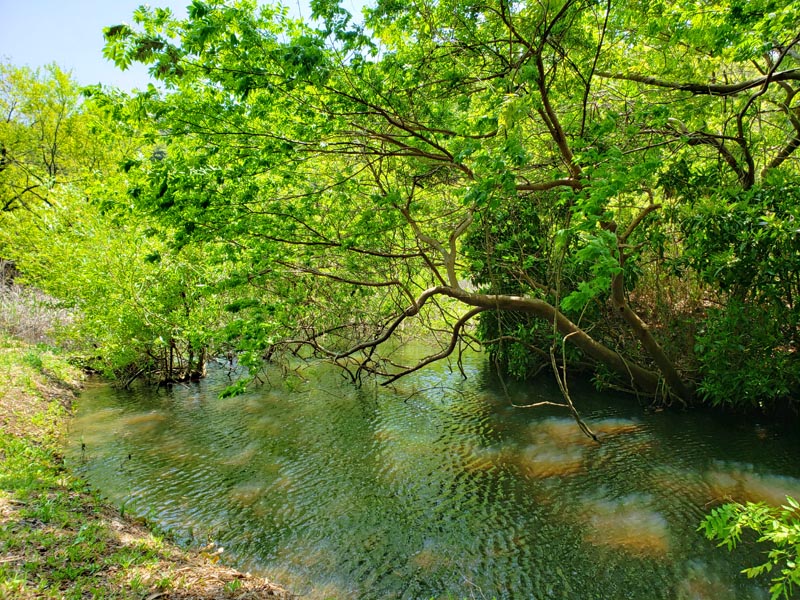 印西市の山崎池