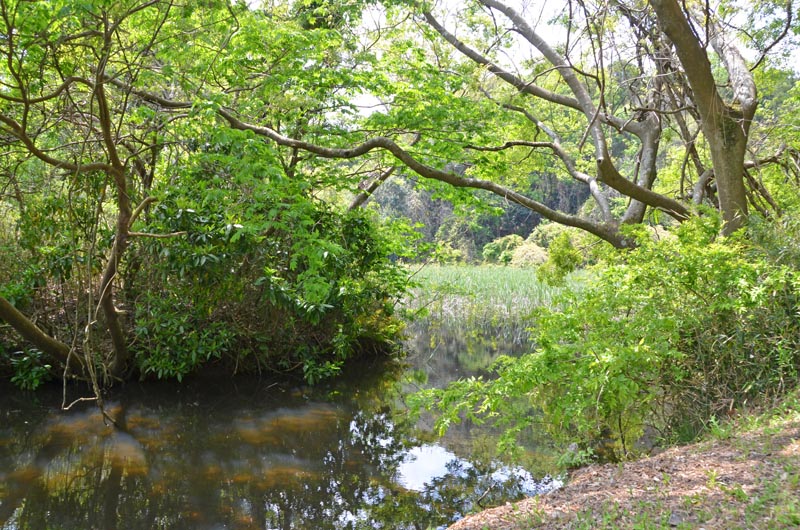 木下竹袋の秘境山崎池
