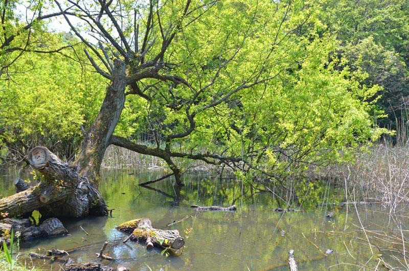 木下竹袋の秘境「山崎池」