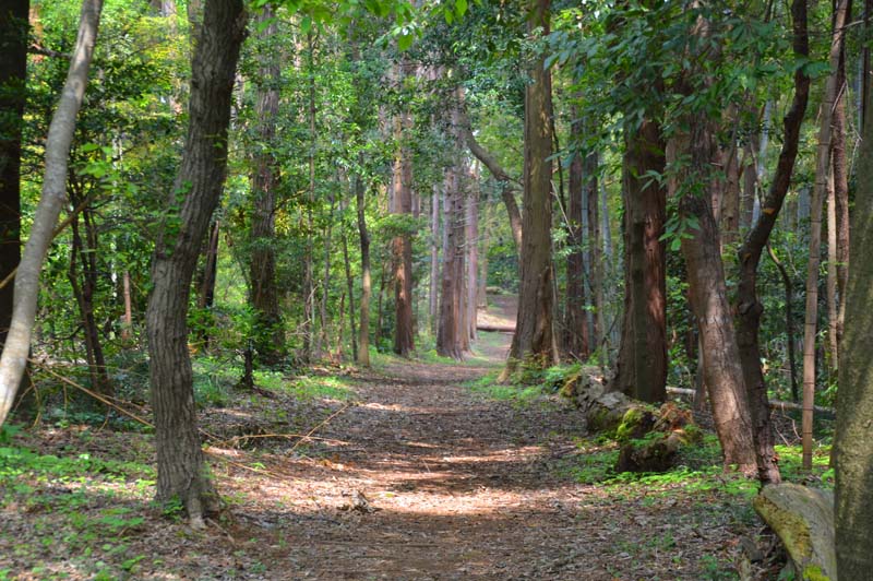 印西ふれあいの小径
