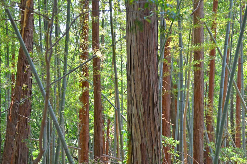 印西ふれあいの小径