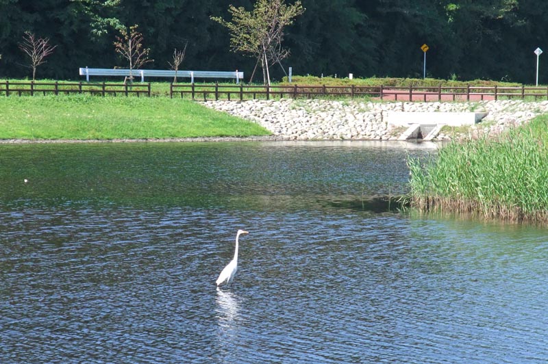 ひょうたん島池の鳥たち