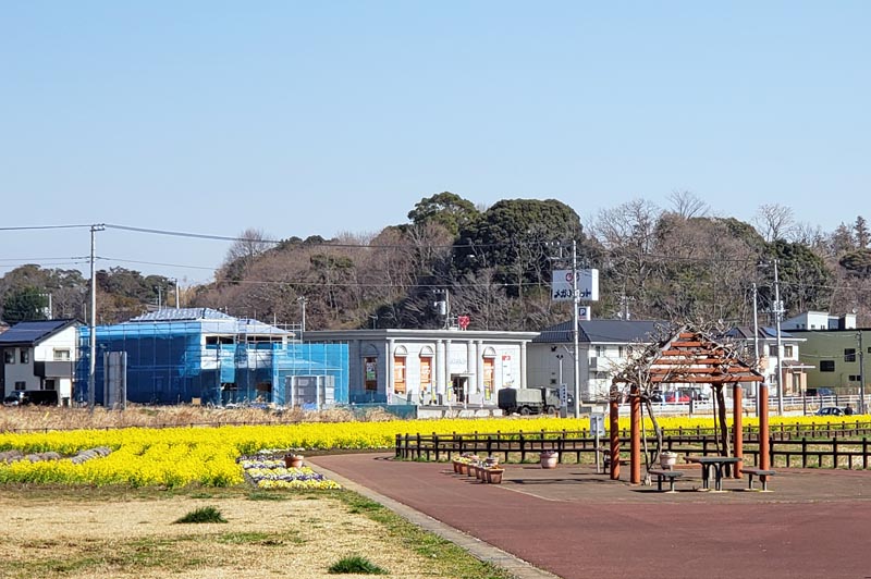 ひょうたん島池の菜の花