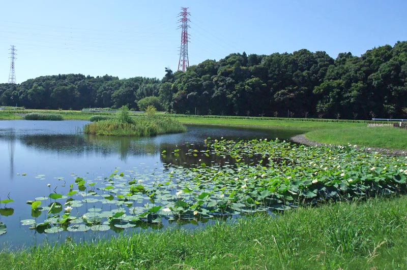 ひょうたん島池の蓮の花