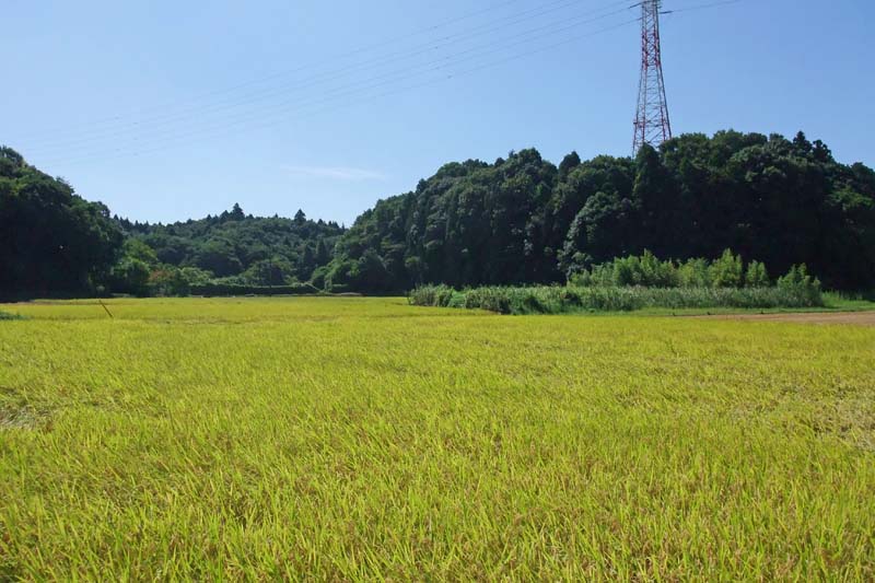 ひょうたん島池周辺の田んぼの稲穂