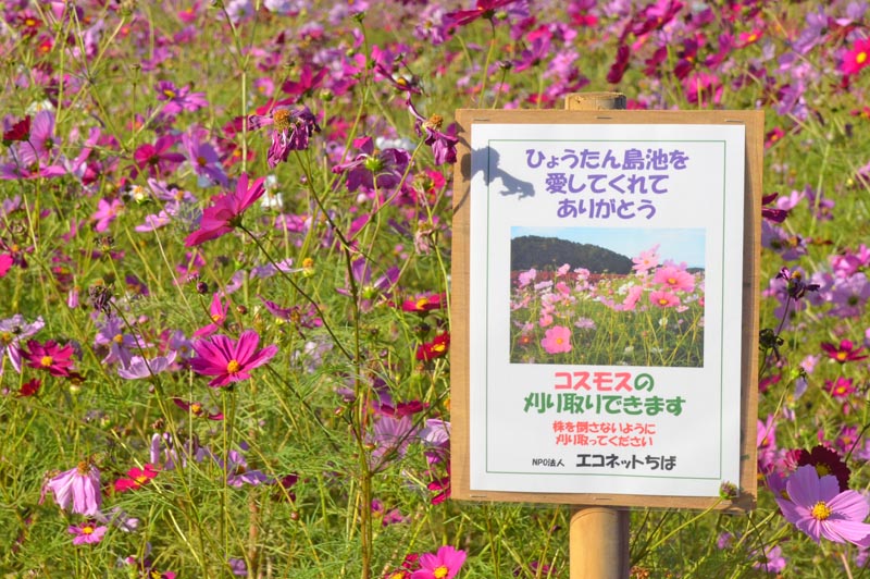 ひょうたん島池のコスモス刈り取り