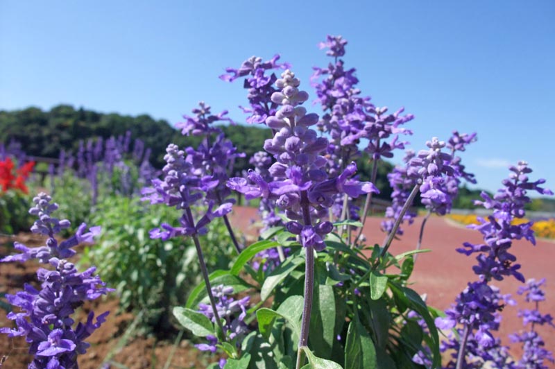 ひょうたん島池のラベンダー