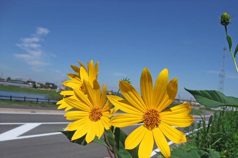 ひょうたん島池のひまわり
