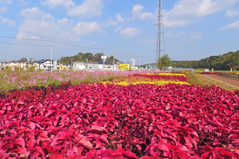ひょうたん島池