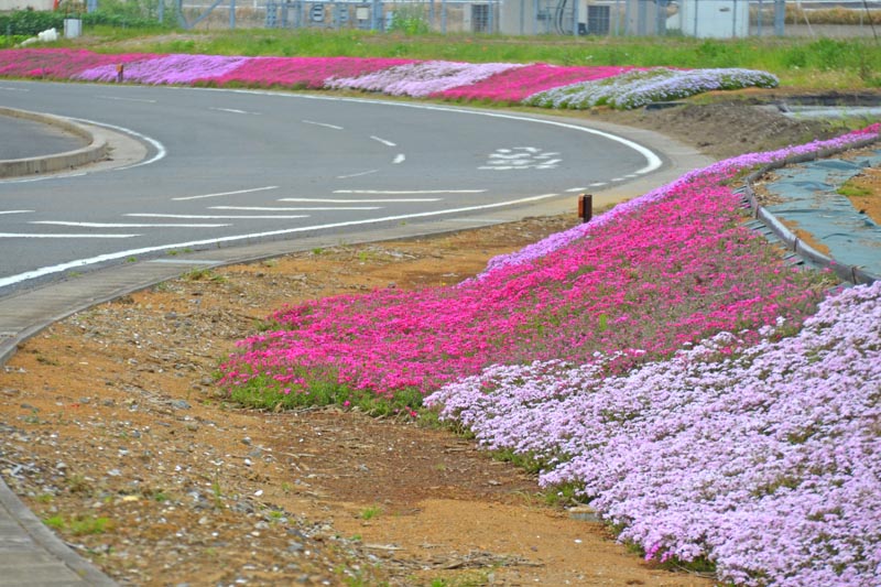 ひょうたん島池の芝桜